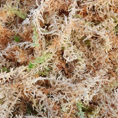 White Sphagnum Moss