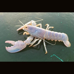 Ghost Lobster (7.6 cm)