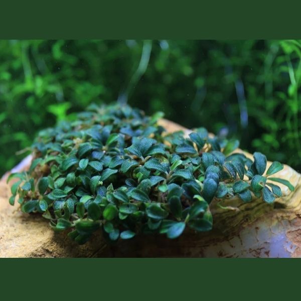 Bucephalandra sp. ‘Mini Coin’