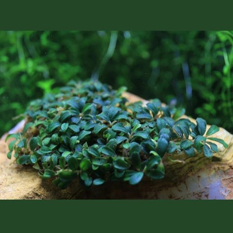Bucephalandra sp. ‘Mini Coin’