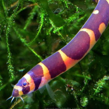 Giant Kuhli Loach