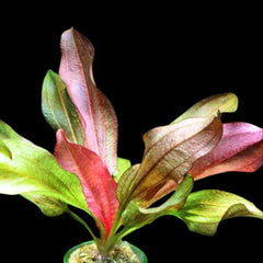 Echinodorus Joyo Red