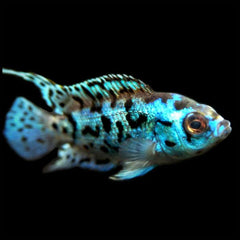 Electric Blue Jack Dempsey 6cm