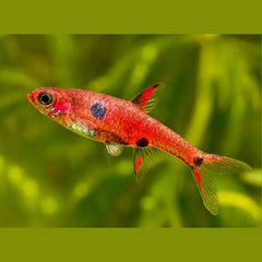 Strawberry Rasbora