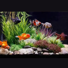 Panda Oranda Goldfish 8cm