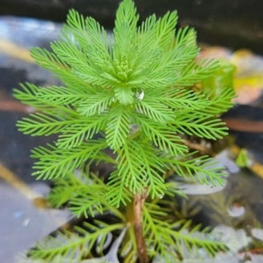 Parrot Feather plant