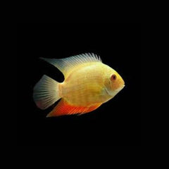 Golden Severum