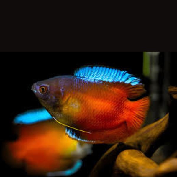Gourami