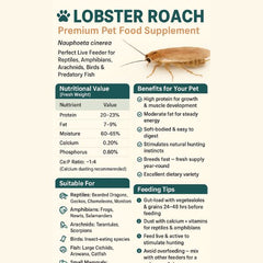 Lobster Roaches