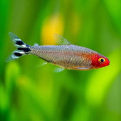 Rummy Nose Tetra