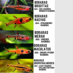 Least Rasbora