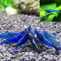 Dream Blue Shrimp