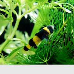 Bumblebee Goby Fish 3cm