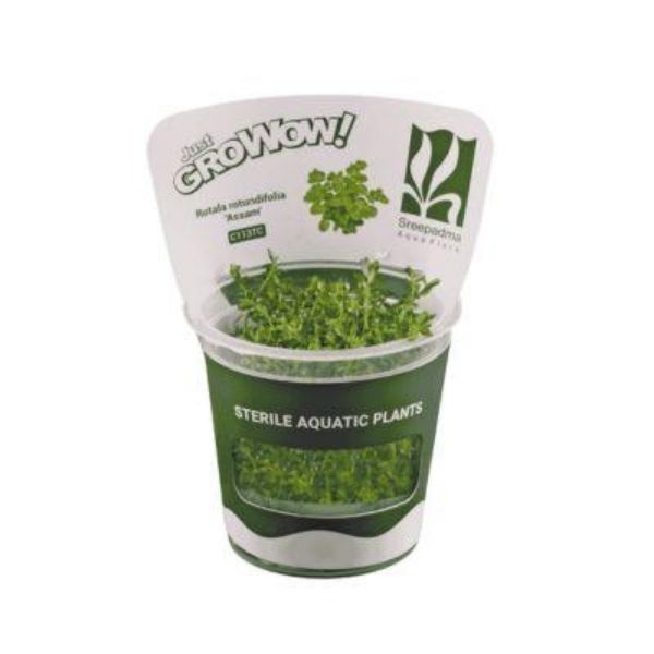 Rotala rotundifolia 'Assam' - Growow Tc Plant