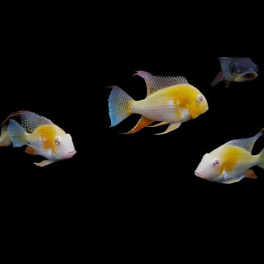 ALBINO THREADFIN ACARA 6cm