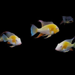 ALBINO THREADFIN ACARA 6cm