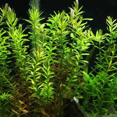 Rotala rotundifolia 'Assam' - Growow Tc Plant