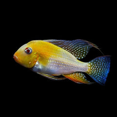 ALBINO THREADFIN ACARA 6cm