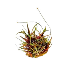 Eriocaulon Quinquangulare