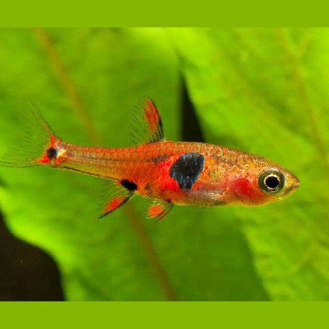Strawberry Rasbora