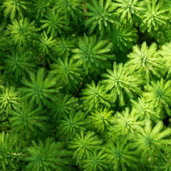 Parrot Feather plant