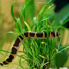 Giant Kuhli Loach