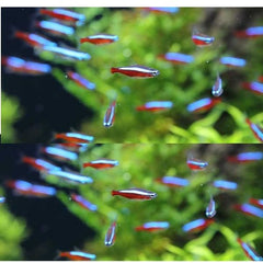 Neon Tetra