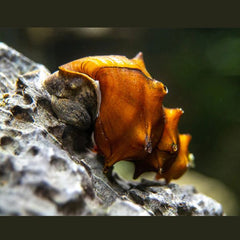 Pagoda Snails