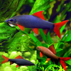 Rainbow Shark 6cm
