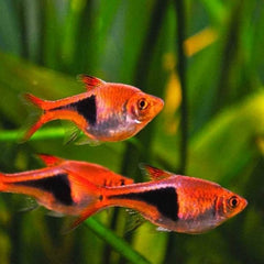 Harlequin Rasbora