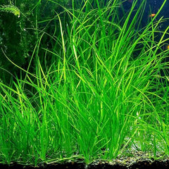 Vallisneria nana