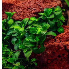 Anubias Petite Micro XXL Bunch