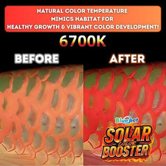 Bluepet BL-Series Colour Booster Submersible LED Light