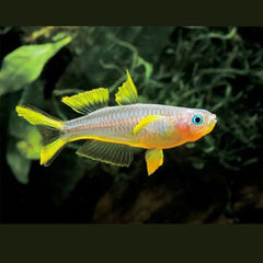 Forktail Rainbow