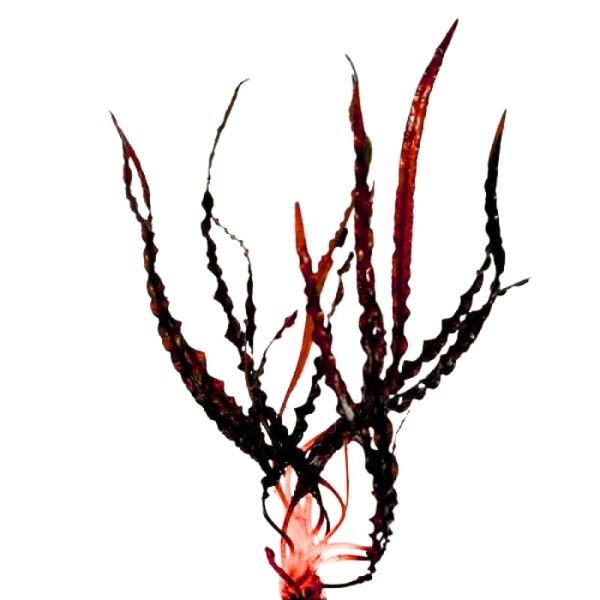 Cryptocoryne spiralis ‘Red Velvet’