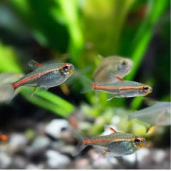 Glow Light Tetra