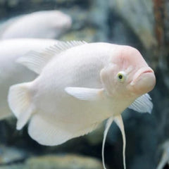 Albino Giant Gourami 8cm