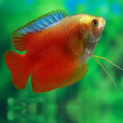 Red Lily Gourami 4CM