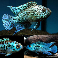 Electric Blue Jack Dempsey 6cm