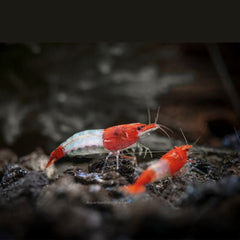 Red Rili Shrimp