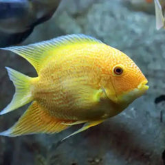 Golden Severum