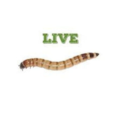 Live Superworm