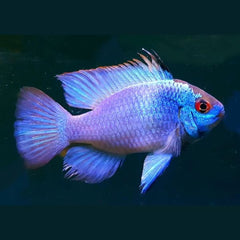 Electric Blue Cichlid 3cm