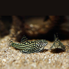 Hillstream Borneo Loach