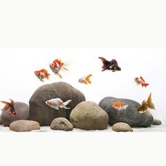 Panda Oranda Goldfish 8cm