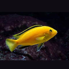 Banana Cichlid  8cm