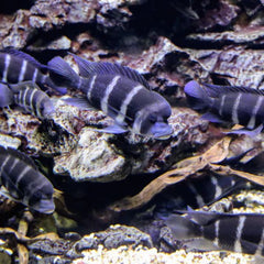 Frontosa Cichlid 4cm