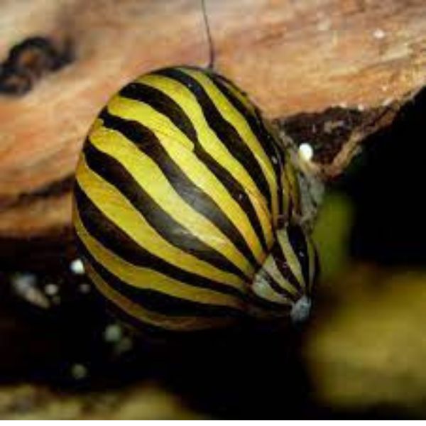 Snails