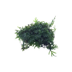 Crepidomanes Micro fern Malabaricum