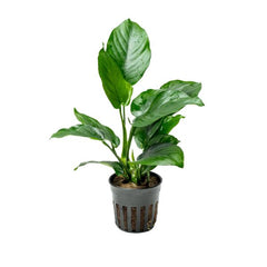 Anubias Broad Leaf Special
